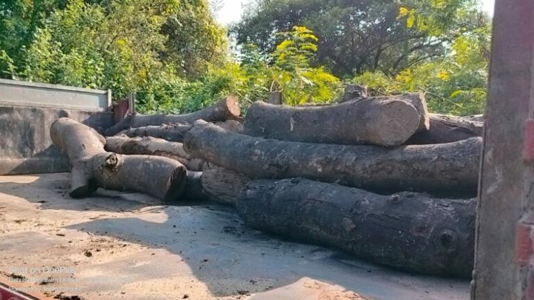 150 पेड़ काटने की अनुमति, काट दिए गए 600 से अधिक, शिकायत