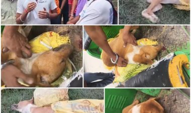 8 कुत्तों को खिला दिया जहर, 3 की हुई मौत, 2 कर रहे खून की उल्टियां, थाने ने शिकायत