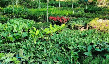 साहू की पकर आसनसोल म्युनिसिपल कॉरपोरेशन तक