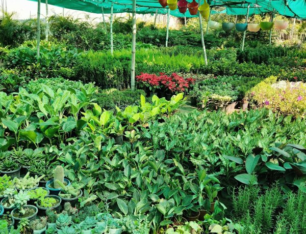 साहू की पकर आसनसोल म्युनिसिपल कॉरपोरेशन तक